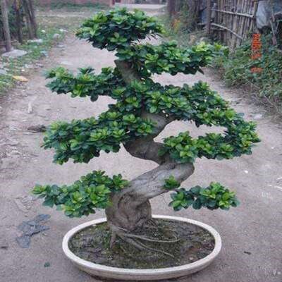 极速金钱大型s弯盆景人参榕树盆景盆景植物室内大型小叶细叶榕水