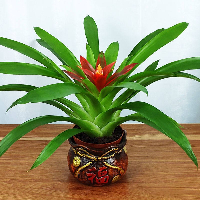 速发鸿运当头盆栽水培植物室内四季常青小红星绿植好养花卉凤梨花