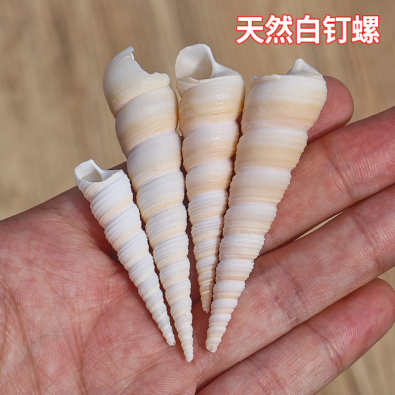 速发鱼螺手壳海螺钉缸造景装饰幼儿园贝工风铃漂流瓶材料道具