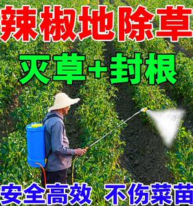 速发辣椒专用剂椒草辣除地药后强力除草苗禾阔双除不伤苗辣椒除草
