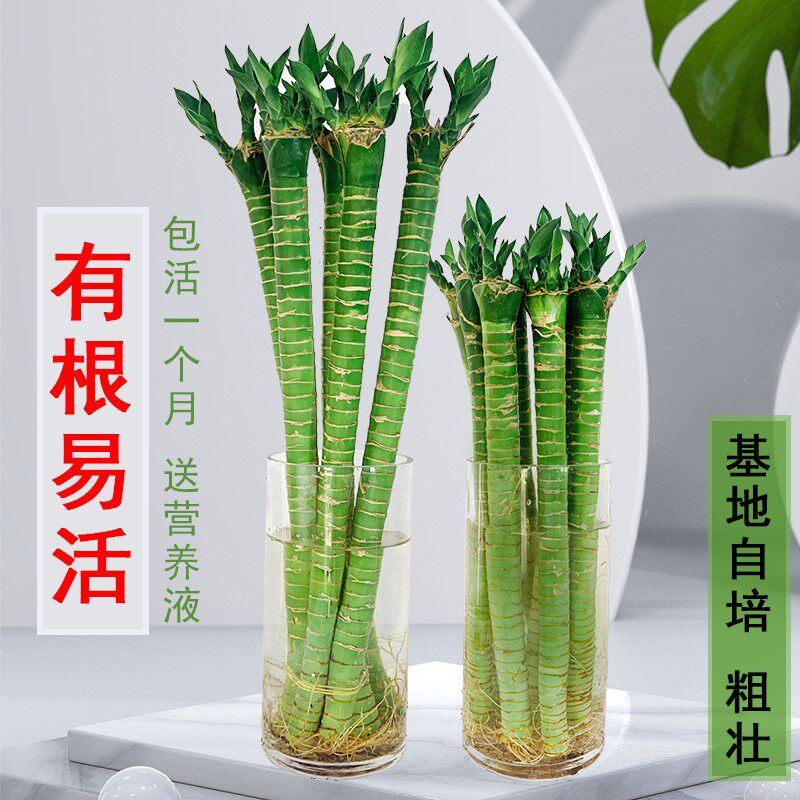 速发栽盆台种的植物室内的合适植物水培富贵竹带根盆栽水培植物好