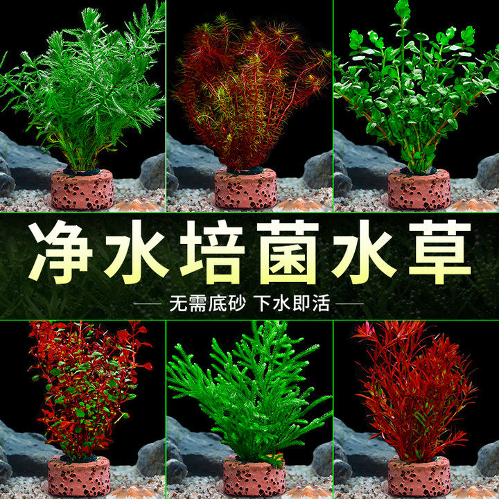 速发鱼缸水草植物真菊造景阴性水榕沉木水草古法养鱼水培绿草蜈蚣
