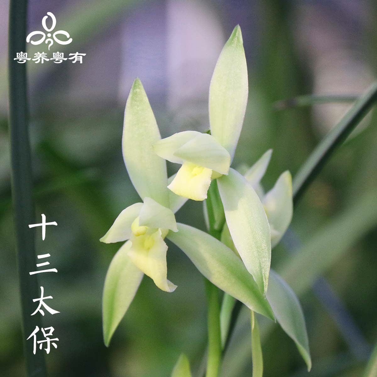 建兰系列兰花苗十三太保浓香型素心十大名贵品种大全翁源盆栽花卉