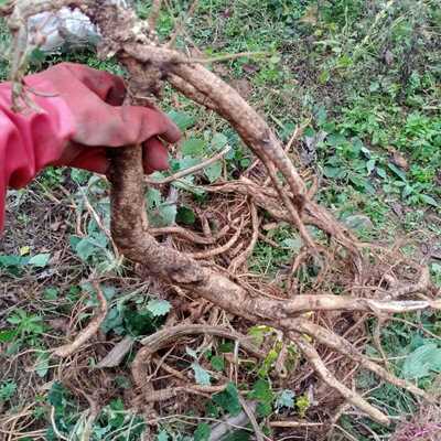 新鲜云南红活麻根荨麻草红霍麻蝎子咬人草禾麻叶红火麻大活麻杆叶