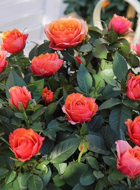 阳台【永远的爱帕索】橘红色双色玫瑰 黄色大花勤花艾帕索月季