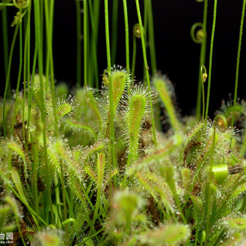 【巢型茅膏菜】食虫植物食虫草捕虫草食人花趣味绿植盆栽