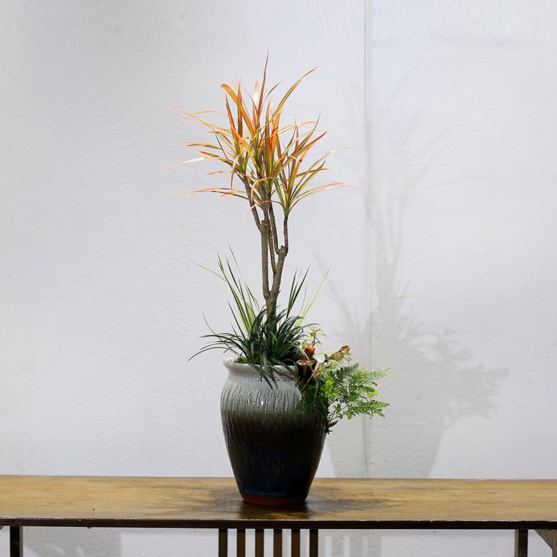 迷你七彩铁千年木盆栽造型龙血树绿植室内客厅桌面中式风盆景植物