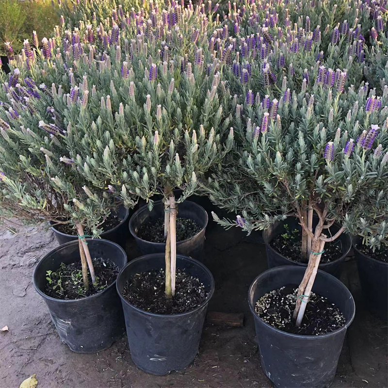 法国薰衣草盆栽花卉  羽叶薰衣草多年生带花发货室内植物阳台