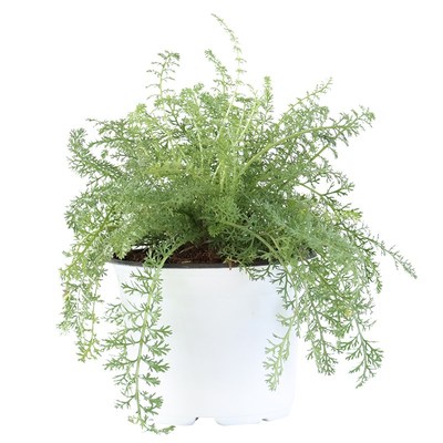 西洋蓍草三种花色克拉香草欧蓍草 红花 黄花  白色食用 观赏 花境