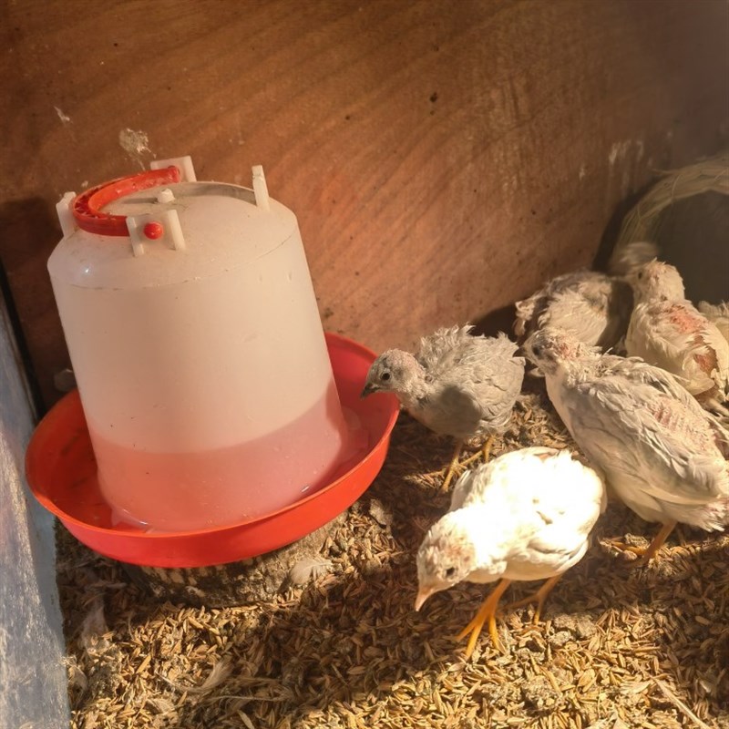 【喂水器喂食器芦丁鸡】饮水桶鸡食盆食槽自动真空喂鸡喝水壶料桶