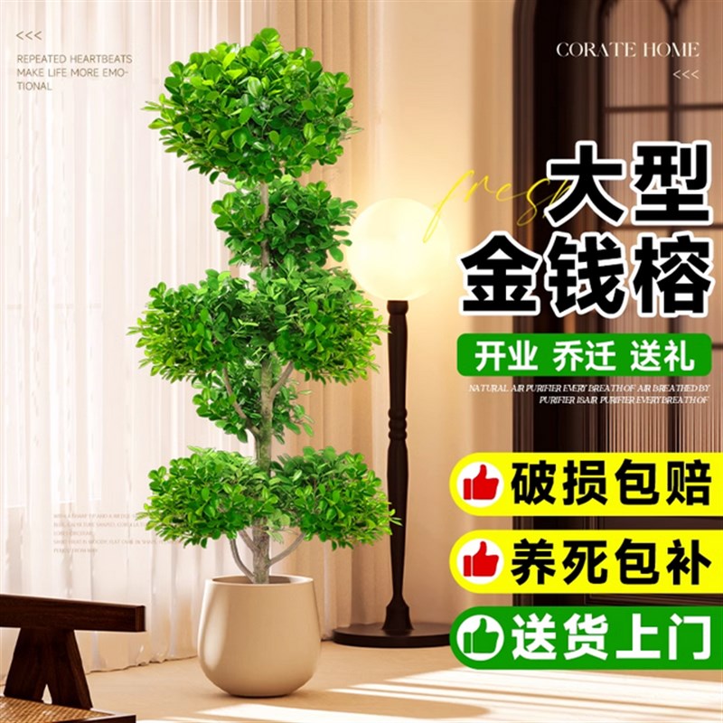 金钱榕摇钱树旺宅客厅大盆栽办公绿植物室内大型盆景送礼四季常青