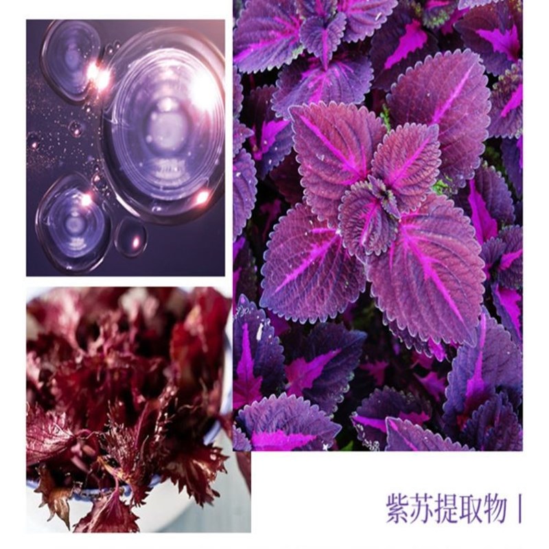 紫苏竹炭清洁啫喱脸部面部去角质深层清洁毛孔脏东西污垢净透膏女