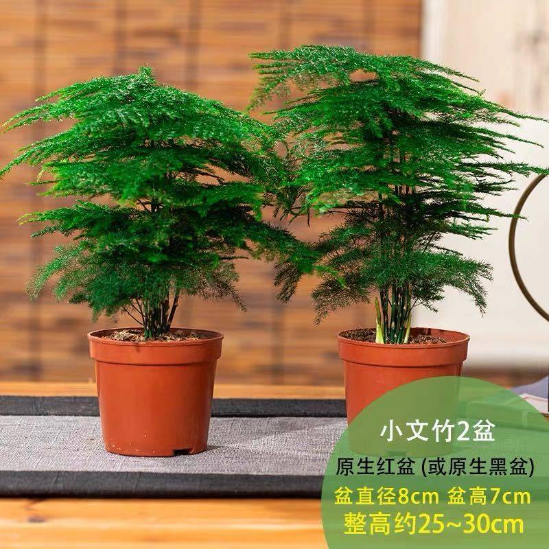 新品花卉禅意水M培大大型培植绿植文竹盆栽中国风微景观客厅发财