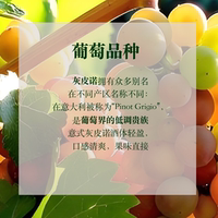 The "National dry White" of Italy, pinot grigio white wine, is a refreshing and fruity summer treat thumbnail 6