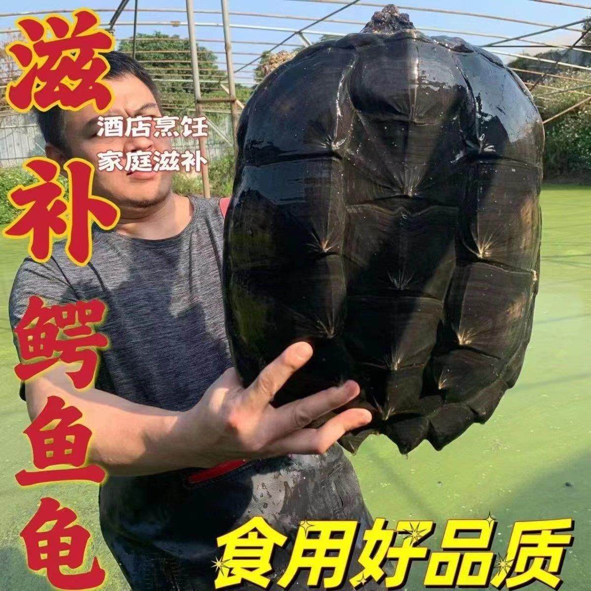 鳄鱼鳄 北美鳄龟 活体大乌龟食用龟观赏龟大鳄龟宠物小鳄龟鳄龟肉,宠物/宠物食品及用品,龟/鳖,淘宝优惠券,粉丝福利购,淘宝优惠卷