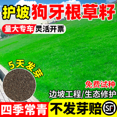 耐旱狗牙根草籽护坡固土四季常青边坡绿化工程公园道路草坪草种子