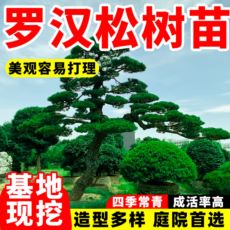 罗汉松树苗正宗小叶雀舌四季常青庭院别墅绿化盆栽盆景造型风景树