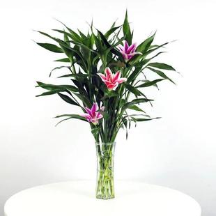 冬天不怕冻的绿植富贵竹转运水培水培植物花卉盆栽开运送仿真百合