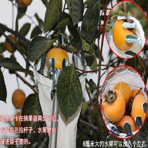 极速采摘器采果器勾果器高枝剪加长杆无花果桃树橄榄摘枇杷摘枣采