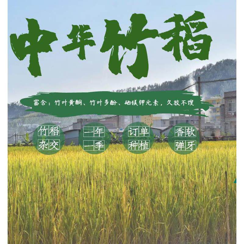 荆泉竹稻米竹稻杂交米竹稻大米竹稻香米 5kg 竹稻米种2026年新米