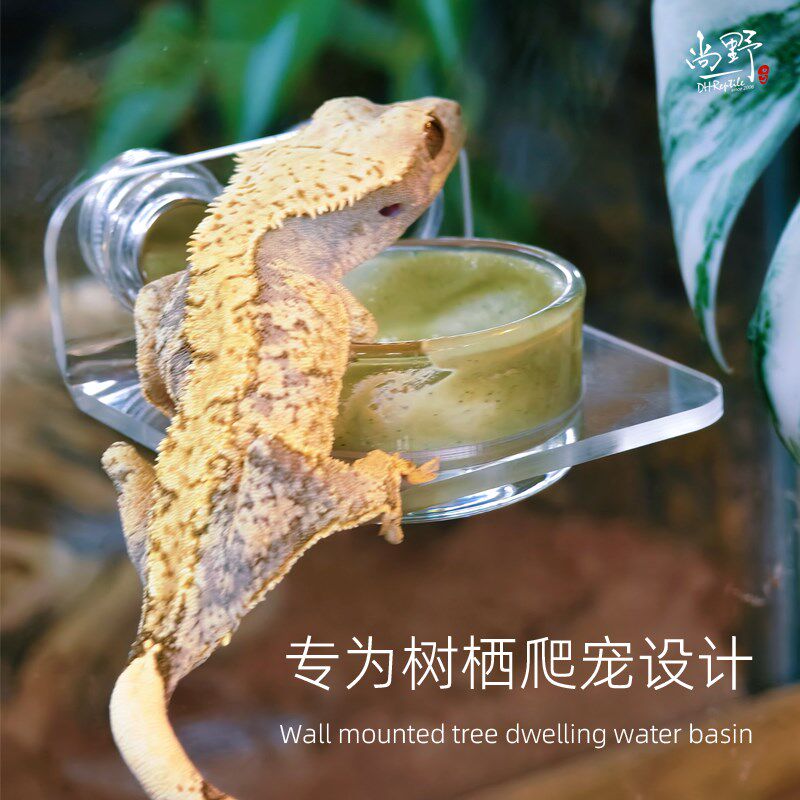 DH睫角守宫R属悬挂式可移动磁铁水碗树栖爬宠食盆食碗吸盘挂食盆