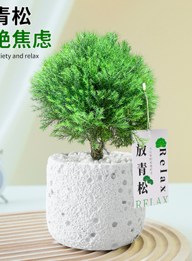 放青松绿植雾凇盆栽办公室桌面雾松放轻松植物小摆件室内净化空气