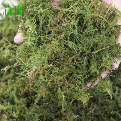 干苔藓水苔绿植铺面造景假青苔仿生人造草坪盆景盆栽装饰草皮布置