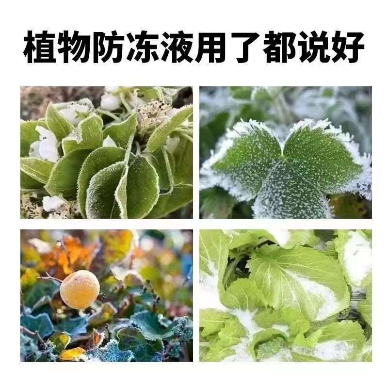 植物抗寒防冻剂冷却液冬季果树防寒抗冻剂蔬菜白菜高脂膜抗低温