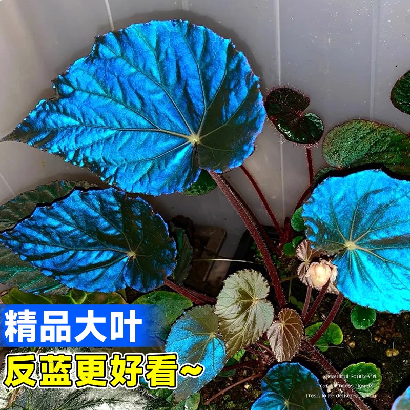 极速孔雀秋海棠盆栽滇缅星空室内绿植办公室阳台蓝植物小盆栽四季