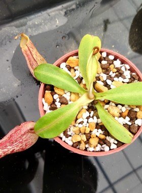 显目交维奇猪笼草食虫植物低地高地品种非常可爱漂亮的笼子