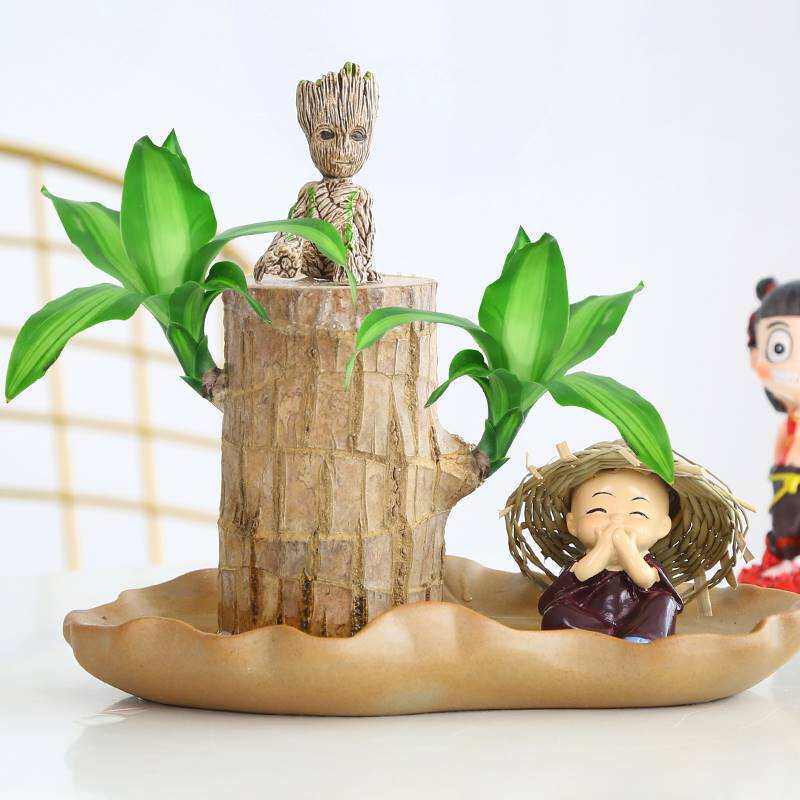 极速巴西木幸运木开花水培适合水养的家养花卉植物绿植带芽好养易