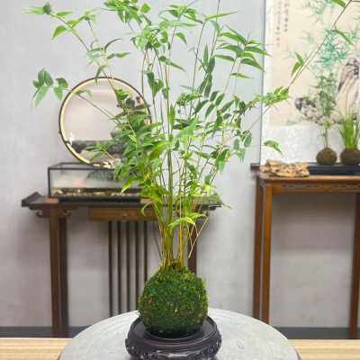 极速2023年米竹水培带根苔藓球植物室内微观盆景金明竹红观音竹观