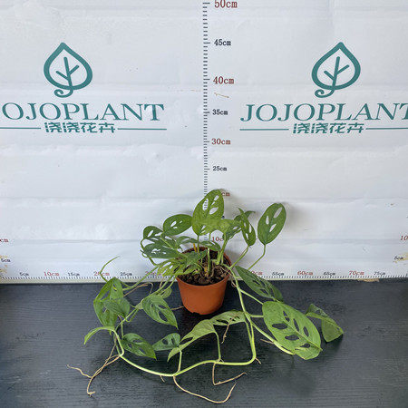 新品浇浇植物姬龟背仙洞大叶龟背竹室T内耐阴观叶爬藤垂藤飞来凤