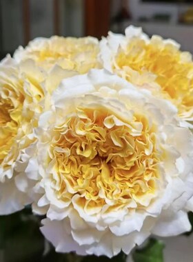 极速邻家花园 碧翠丝1加仑原盆原土切花月季黄色浓香庭院阳台栽种