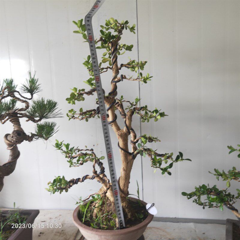 极速精品盆景瓜子黄杨老桩过桥式丛林型江苏小叶白皮四季常青阳台
