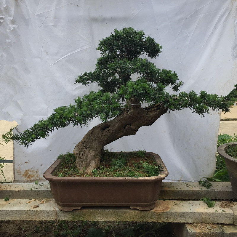 极速精品大型景观树罗汉松盆景树桩造型公园小区别墅庭院实物四季