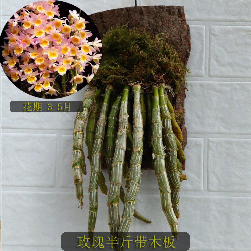 极速石斛半斤带木板栽好发货 肿节金钗竹叶玫瑰报春吊兰花洋兰球