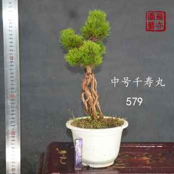 极速新款爆品苏亦家黑松千寿丸老桩矮霸千寿丸盆景嫁接一物一拍带