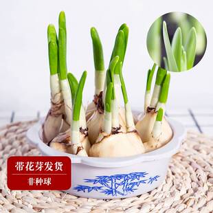 水仙花盆栽适合水培的花花期长好养绿植盆栽花卉植物室内易养活