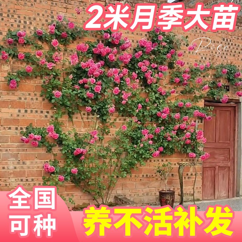 好货藤本月季老桩蔷薇花苗爬藤四季开花卉特大花浓香庭院爬墙植物