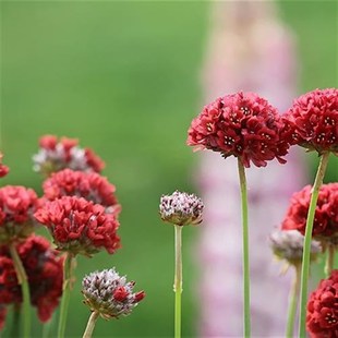 海石竹花苗室外庭院植物阳台花卉多年生四季开花耐寒观花72穴盘苗