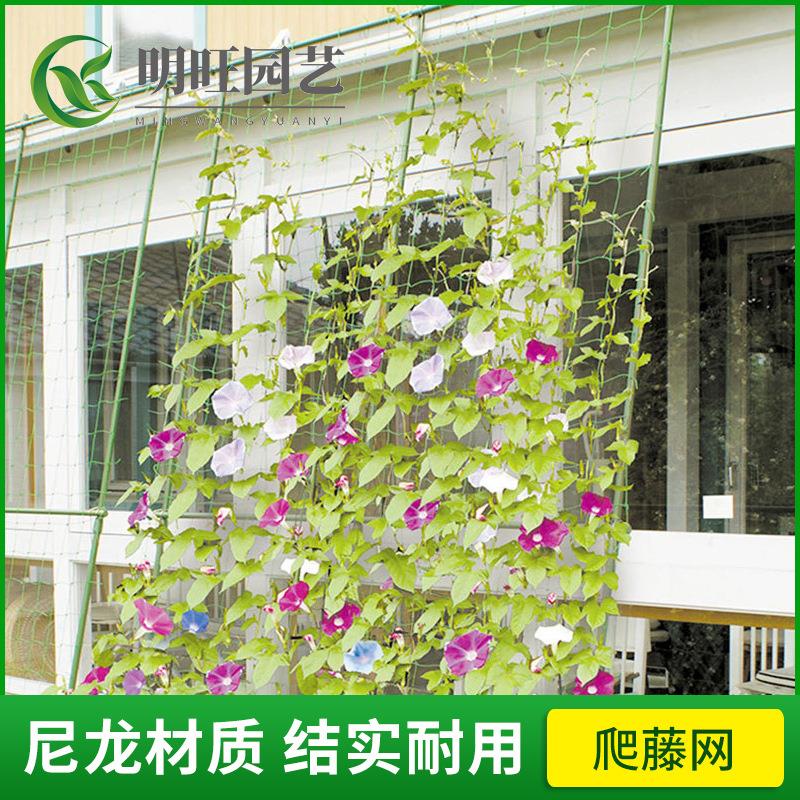 园艺爬藤网百香果葡萄植物攀爬瓜果藤蔓花卉尼龙网豆角牵藤搭架网