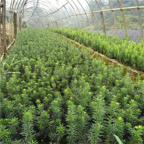 基地曼地亚红豆杉小苗公树母树盆