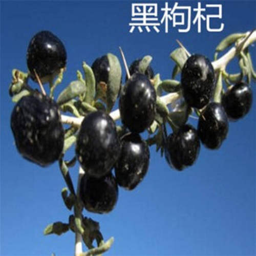 黑枸杞果树苗四川基地南北种植黑