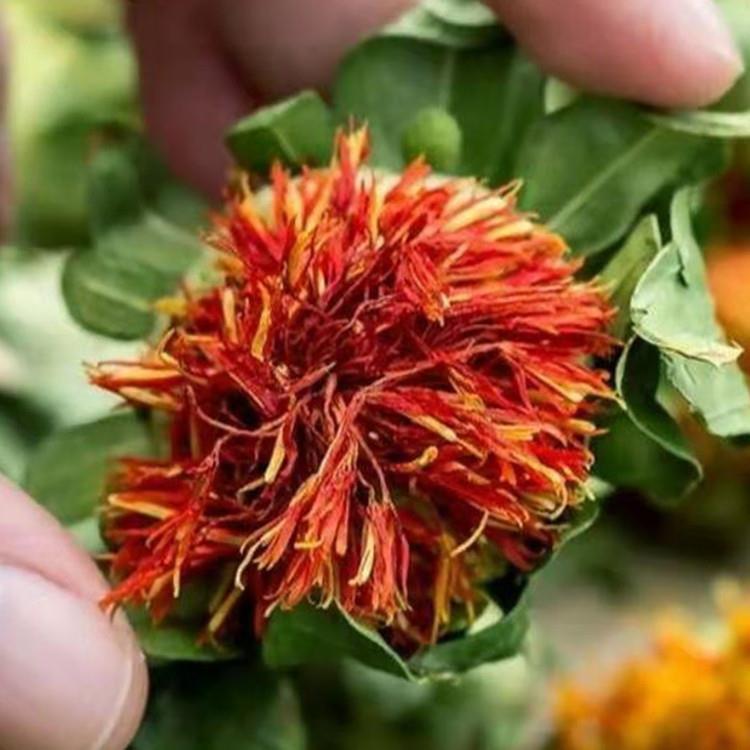 红花果藏红花朵红花头跑江湖地摊展会产品新货藏红花整朵花果