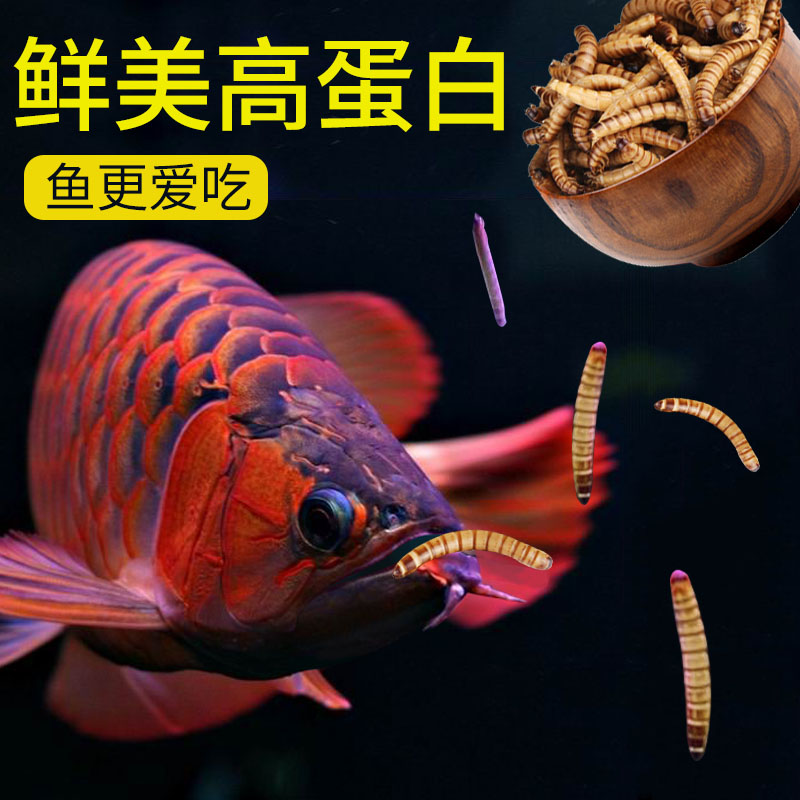 速发龙鱼银龙鱼饲料血鹦鹉鱼食大麦虫热带鱼发财鱼鱼粮罗汉鱼饲料