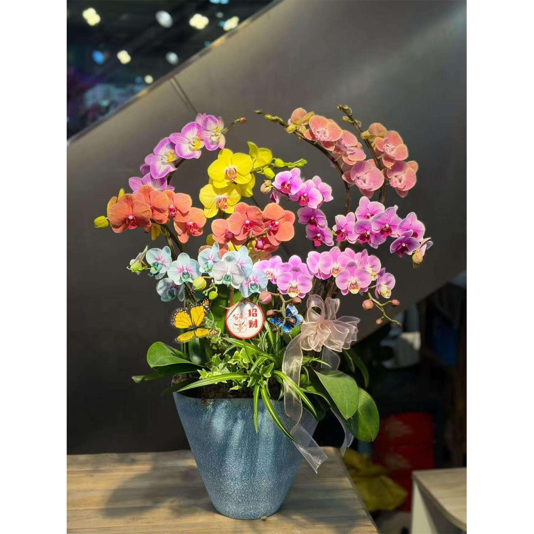 上海蝴蝶兰盆栽鲜花带花苞元旦年宵花开业乔迁生日新年送客户领导
