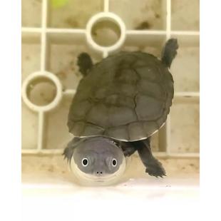 【网红微笑龟】沼泽猪龟苗活体沼泽侧颈龟活体西非龟苗活体宠物龟