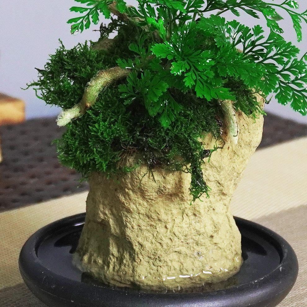 吸水石花盆蕨类植物盆景室内好养绿植办公桌面造型中式造型小盆栽