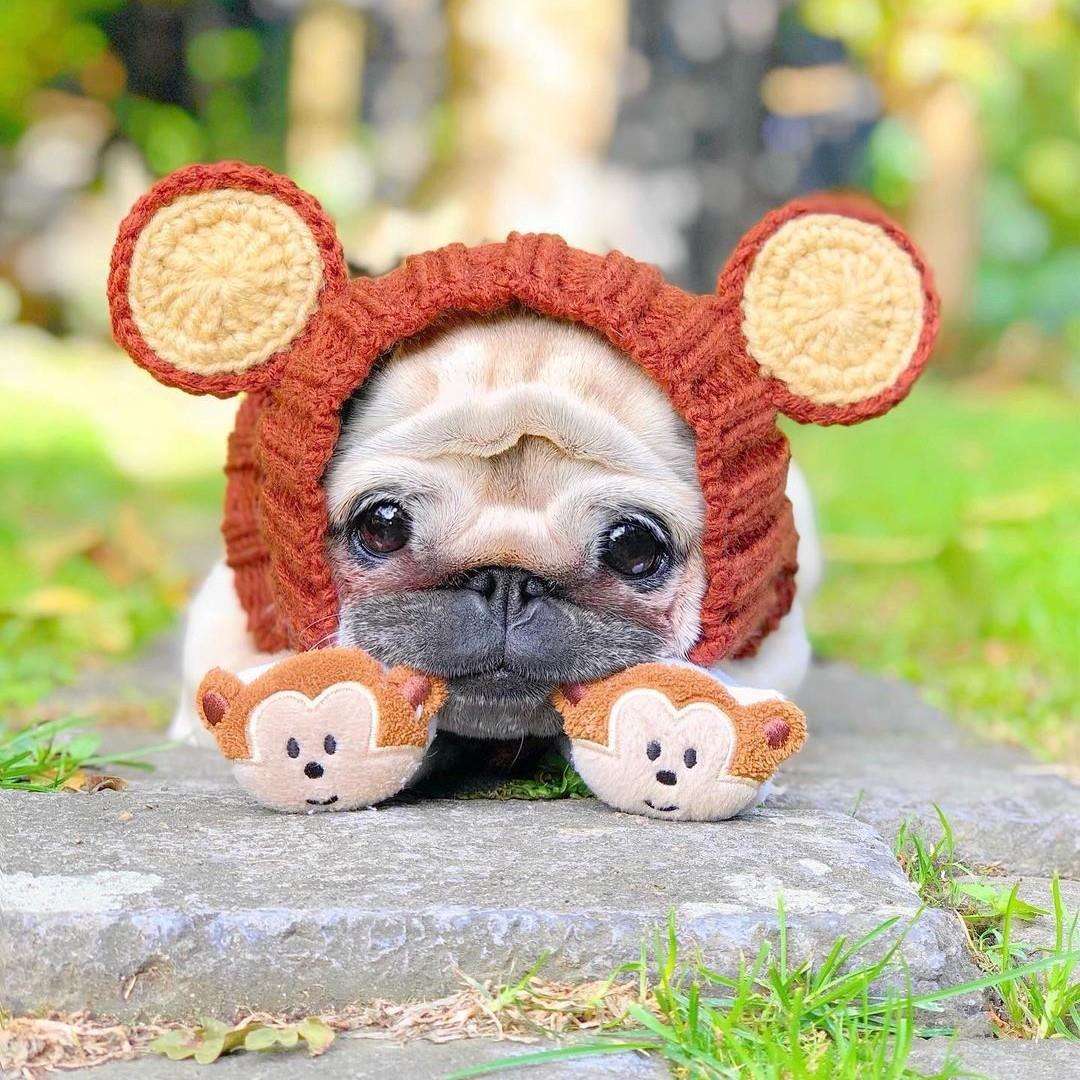 现货秋冬棕熊保暖防风万圣节针织法斗狗狗帽子 热卖新款宠物头套